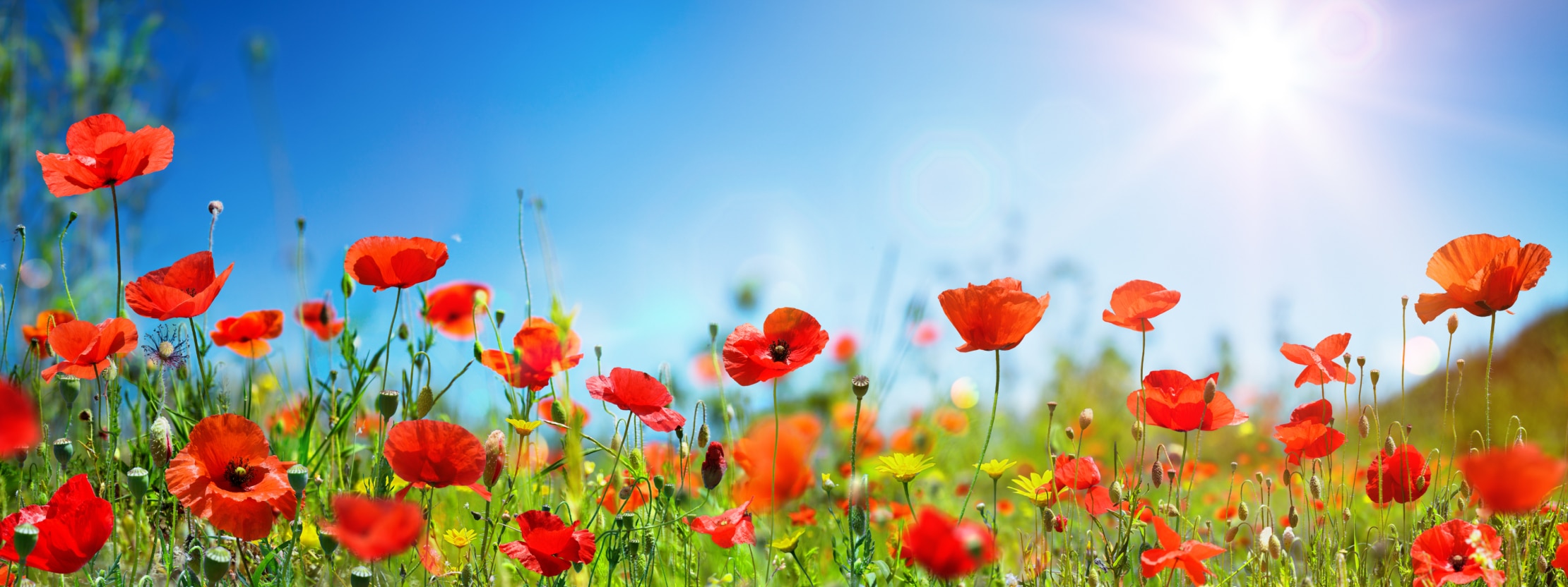 Rote Mohnblumen blühen auf einem Feld unter einem strahlend blauen Himmel mit hellem Sonnenlicht.